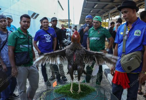 PERTANDINGAN RATU AYAM PERINGAT NASIONAL