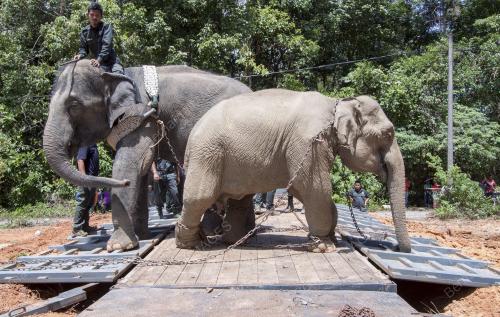 KB13_24082015_GAJAH