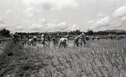 UPACARA MENCEDUNG PADI