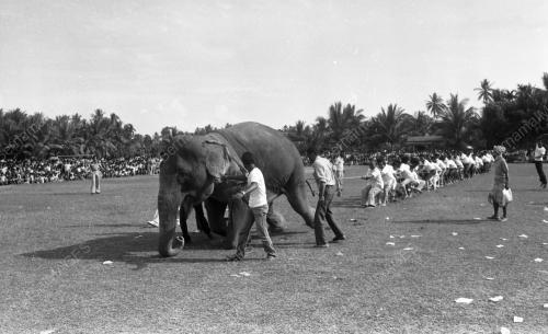 KB14_02072015_TARIK_GAJAH