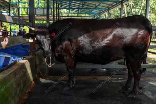 LEMBU BAKA WAGYU