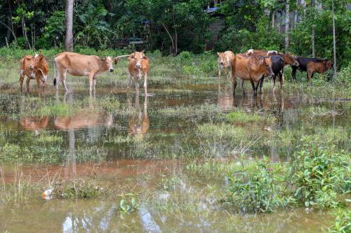 BANJIR_RANTAU PANJANG