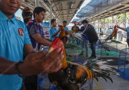 PERTANDINGAN RATU AYAM PERINGAT NASIONAL