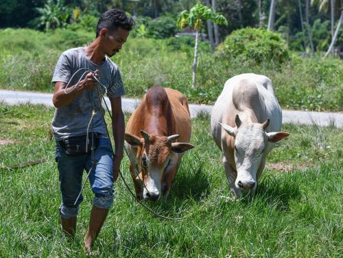 LEMBU KORBAN