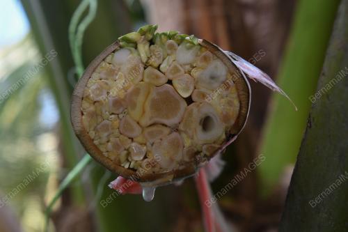 AIR NIRA KEPALA