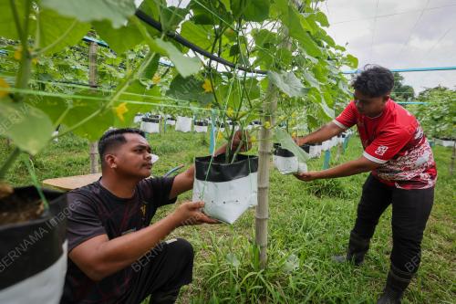 FERTIGASI MAMPU TARIK MINAT BELIA