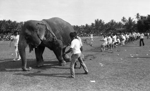 KB15_02072015_TARIK_GAJAH