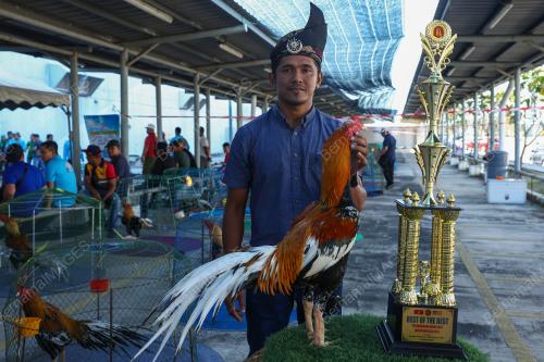PERTANDINGAN RATU AYAM PERINGAT NASIONAL