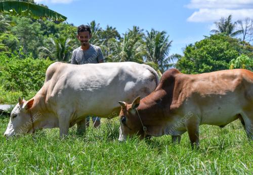 LEMBU KORBAN