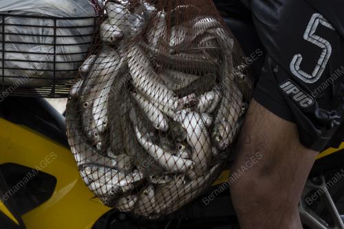 OMBAK MENGILA, IKAN BELANAK MENANTI : PERJUANGAN NELAYAN BACHOK