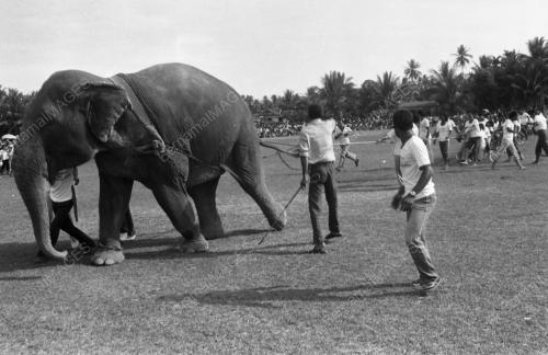 KB16_02072015_TARIK_GAJAH