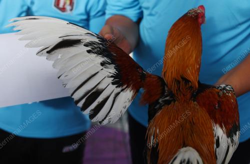PERTANDINGAN RATU AYAM PERINGAT NASIONAL