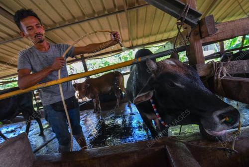 LEMBU KORBAN