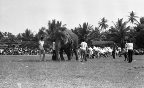 KB17_02072015_TARIK_GAJAH