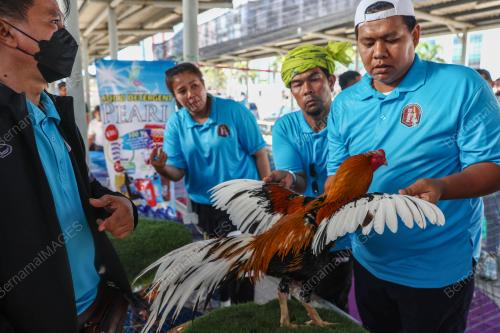 PERTANDINGAN RATU AYAM PERINGAT NASIONAL