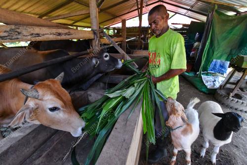 LEMBU KORBAN