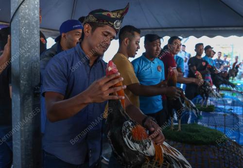 PERTANDINGAN RATU AYAM PERINGAT NASIONAL