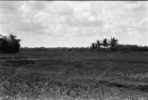 KEMARAU