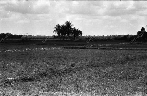 KEMARAU