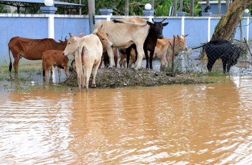 KB30_26122014_KB_BANJIR