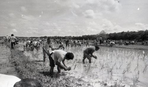 UPACARA MENCEDUNG PADI