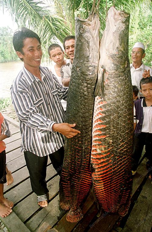 KCH01-060200_IKAN_NAGA_06012016