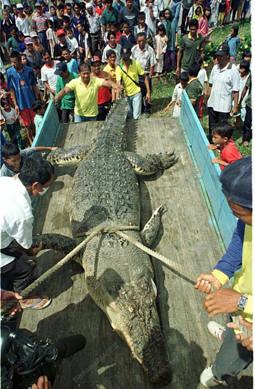 KCH01-070200_KILLER_CROC_06012016