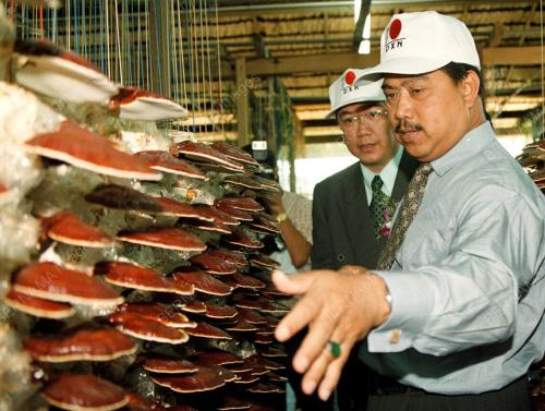MUHYIDDIN LAWAT GANODERMA