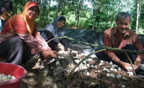 KD01_01052019_CENDAWAN