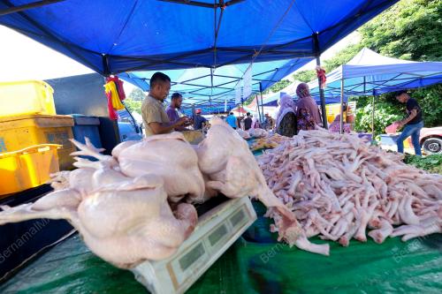 HARGA_AYAM