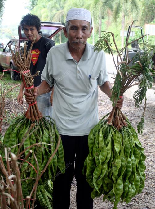 KD01_01082012_BUAH_PETAI