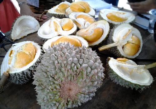KD01_03082017_DURIAN_DURI_HITAM