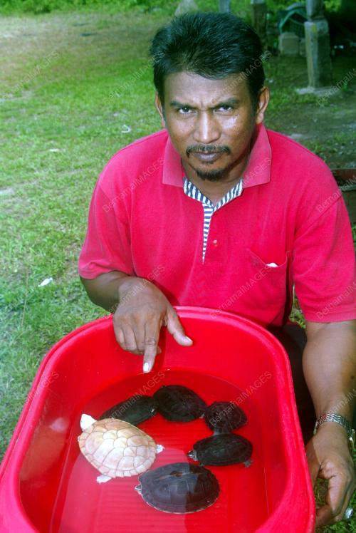KURA-KURA PUTIH