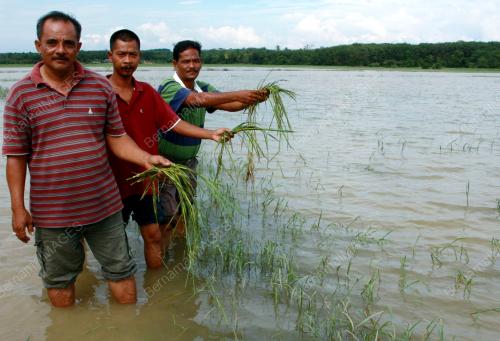 KD01_04122012_PADI_TENGGELAM