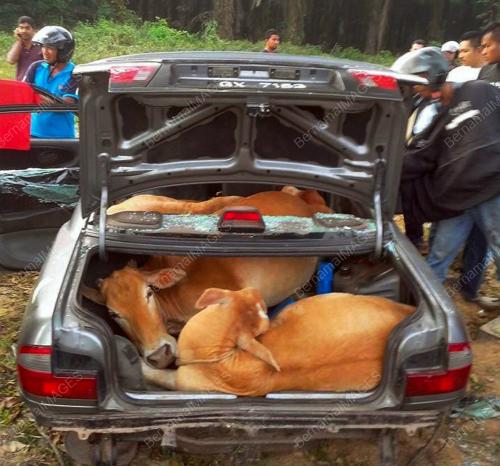 KD01_05012014_LEMBU_CURI