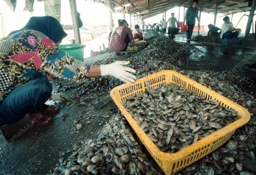 SIPUT LAUT