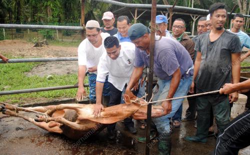 KD01_06102014_LEMBU