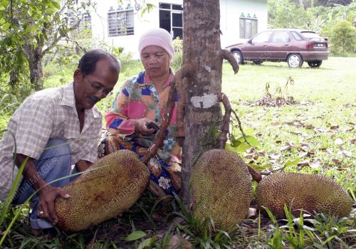 NANGKA MADU