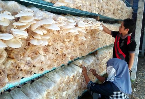 KD01_07092016_CENDAWAN