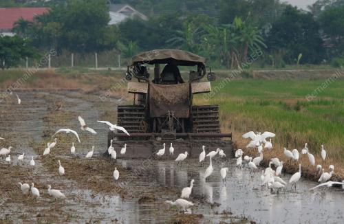 KD01_07102019_PESAWAH_BN201910063465