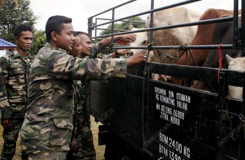 LEMBU KORBAN