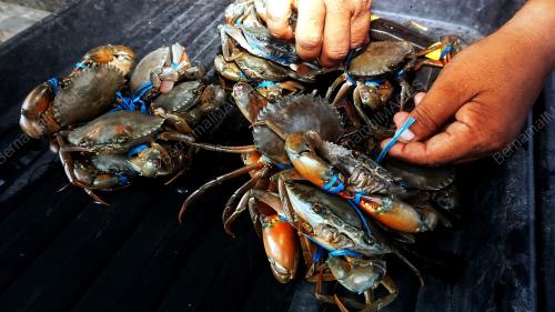 KETAM NIPAH