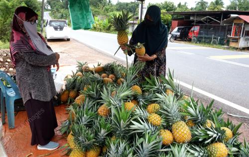 PEKEBUN NENAS BANGKIT FASA ENDEMIK