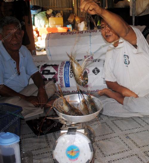 UDANG GALANG