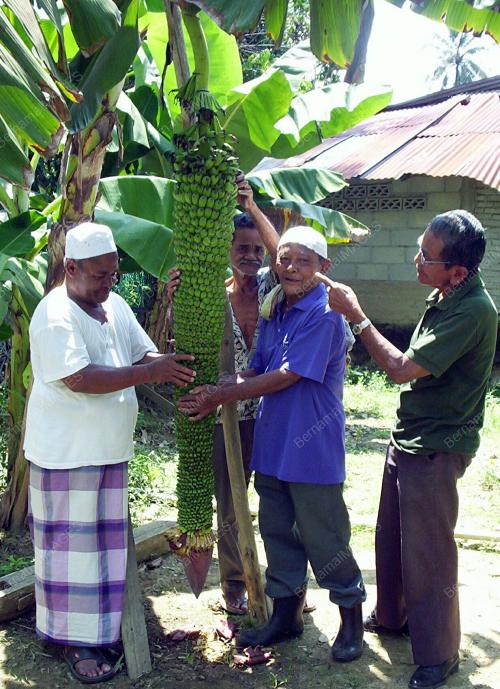 PISANG BELALAI GAJAH