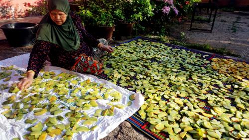 JEMUR ASAM GELUGOR DALAM CUACA PANAS