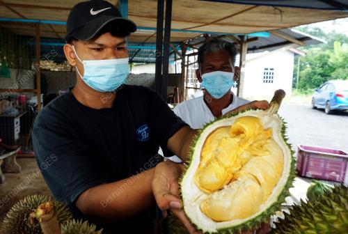 JUAL DURIAN TAMPUNG KEHIDUPAN SEMASA PPN