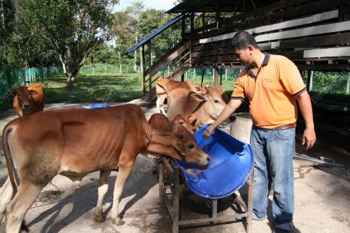 LEMBU TERNAKAN