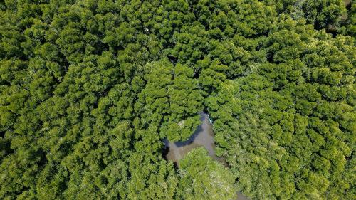 JABATAN HUTAN
