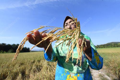 MUSIM KERING